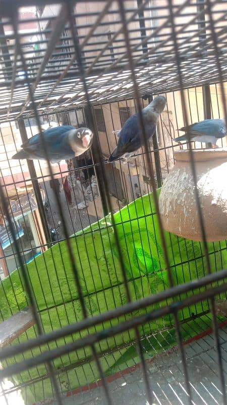 Blue lovebirds 1