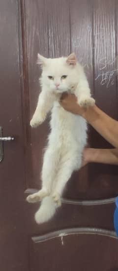 cat for sale 03043195600