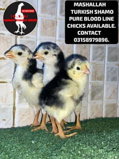 TURKISH SHAMO PURE BLOOD LINE CHICKS AVAILABLE.