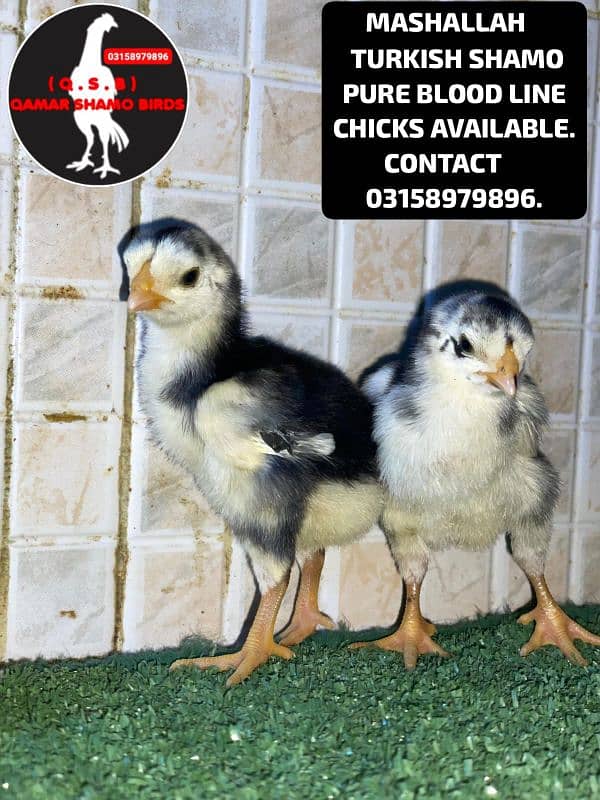 TURKISH SHAMO PURE BLOOD LINE CHICKS AVAILABLE. 1