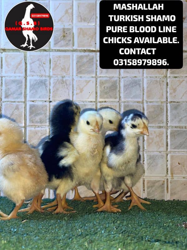 TURKISH SHAMO PURE BLOOD LINE CHICKS AVAILABLE. 2