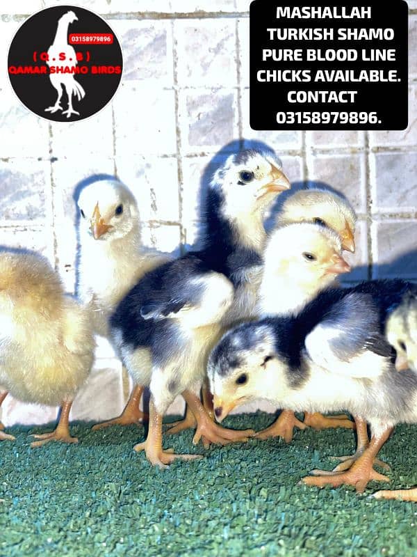 TURKISH SHAMO PURE BLOOD LINE CHICKS AVAILABLE. 3