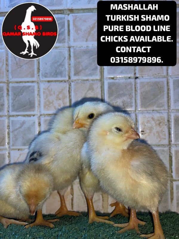 TURKISH SHAMO PURE BLOOD LINE CHICKS AVAILABLE. 4