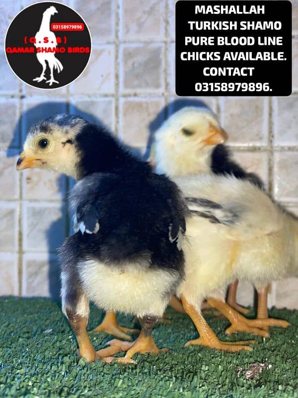 TURKISH SHAMO PURE BLOOD LINE CHICKS AVAILABLE. 5