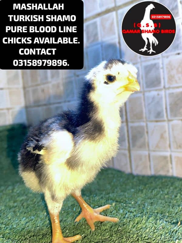 TURKISH SHAMO PURE BLOOD LINE CHICKS AVAILABLE. 6