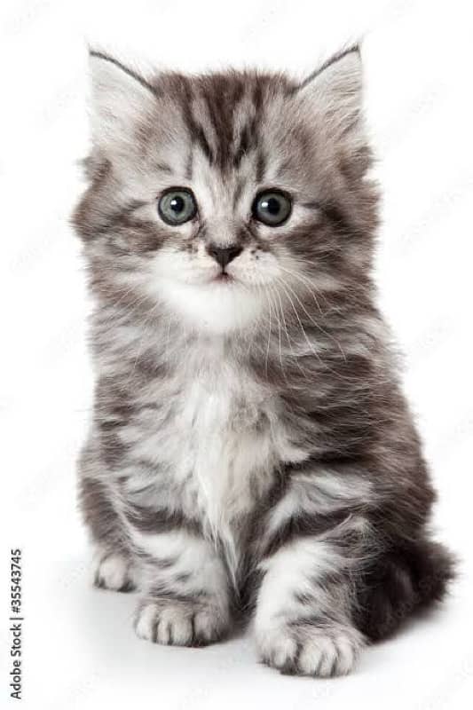 Persian cat/Persian kittens/triple coated/punch face 2
