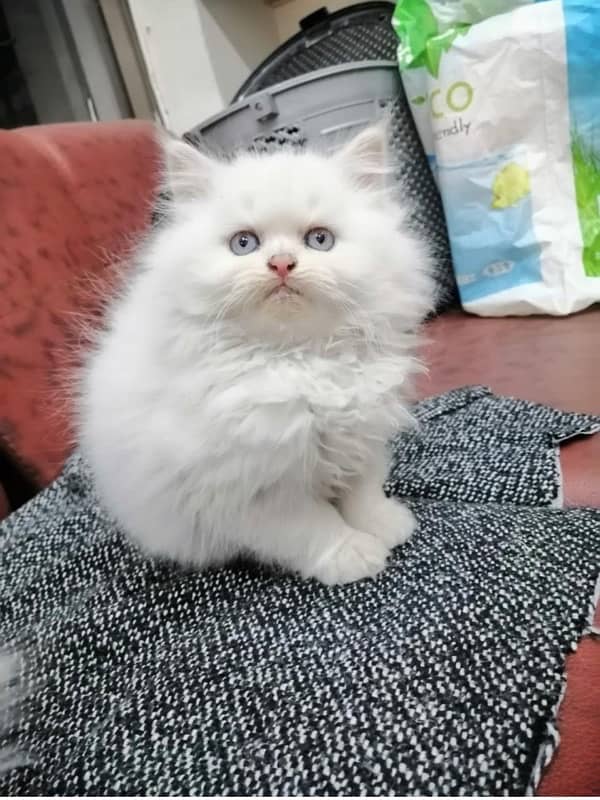 Persian cat/Persian kittens/triple coated/punch face 3