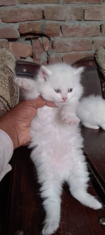 Persian cat/Persian kittens/triple coated/punch face 5