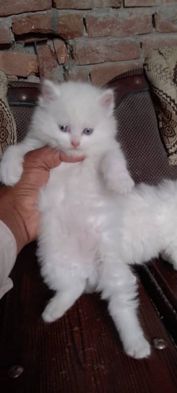 Persian cat/Persian kittens/triple coated/punch face 6