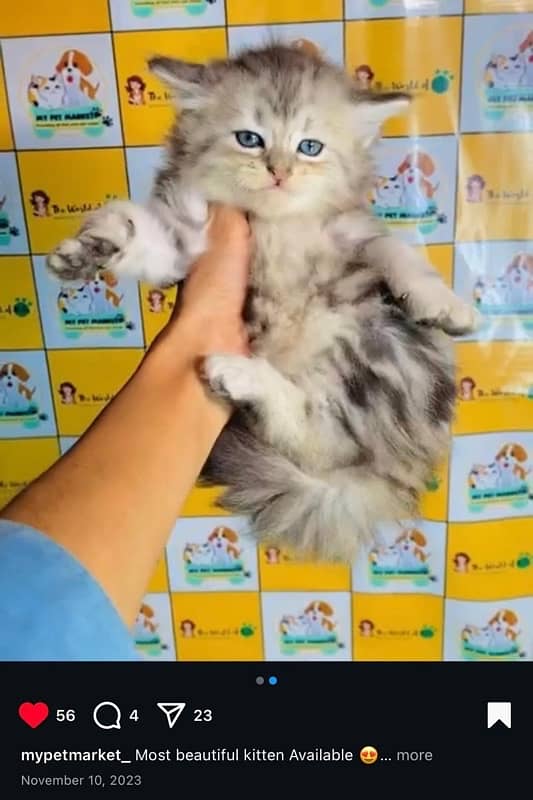Persian cat/Persian kittens/triple coated/punch face 8