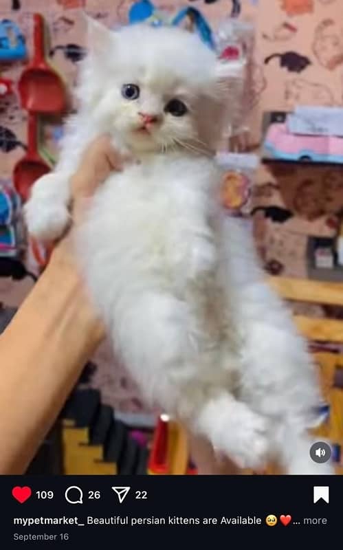 Persian cat/Persian kittens/triple coated/punch face 9