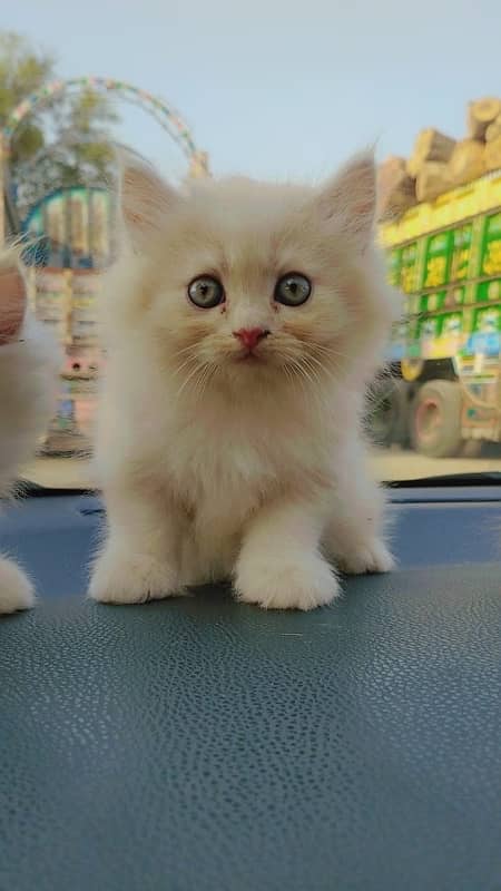 Persian cat/Persian kittens/triple coated/punch face 10