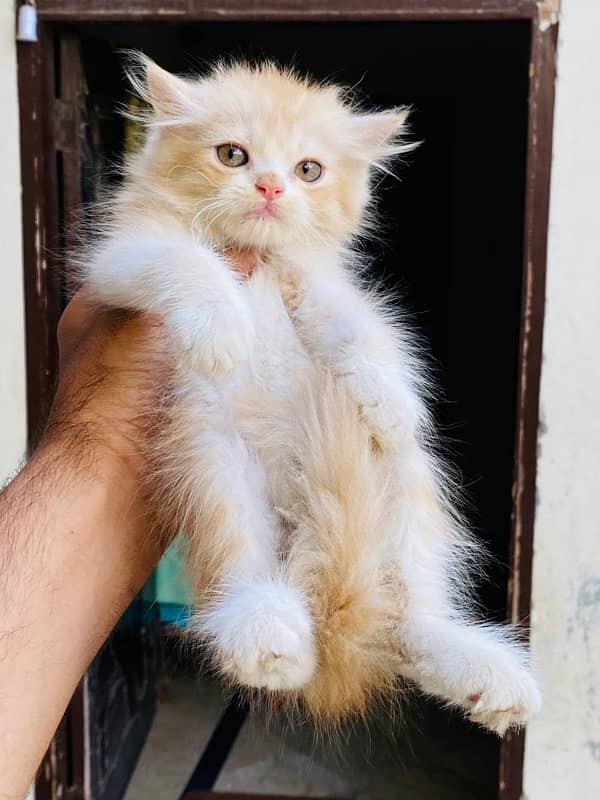 Persian cat/Persian kittens/triple coated/punch face 12