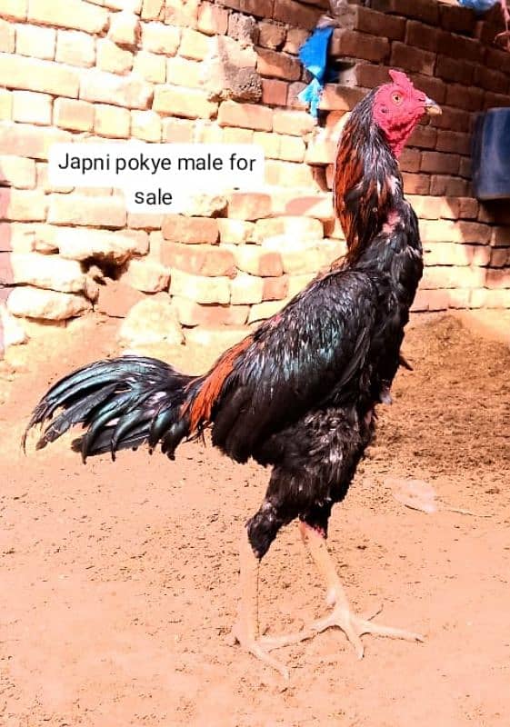 japni pokye male 0