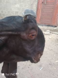 kamori bakri