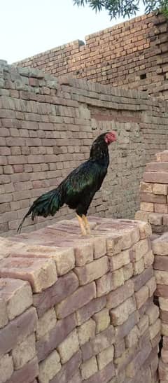 black mushka mianwali aseel