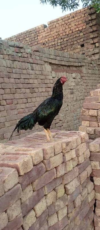 black mushka mianwali aseel 1