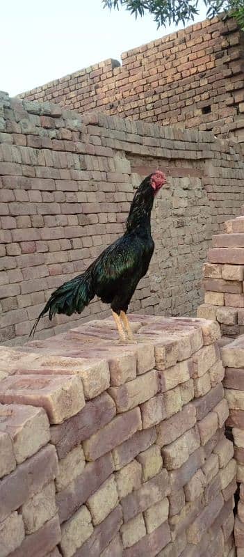 black mushka mianwali aseel 3