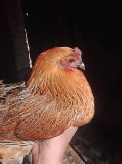 egg lying hen for sale