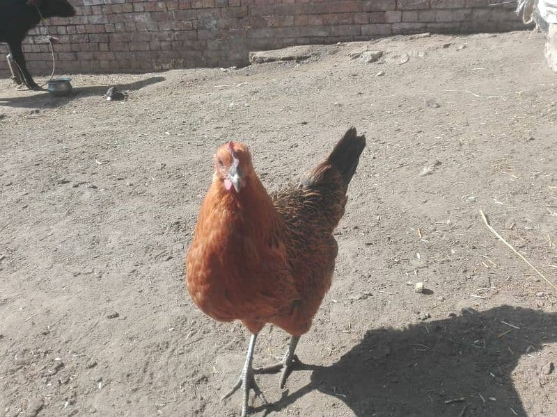 egg lying hen for sale 1