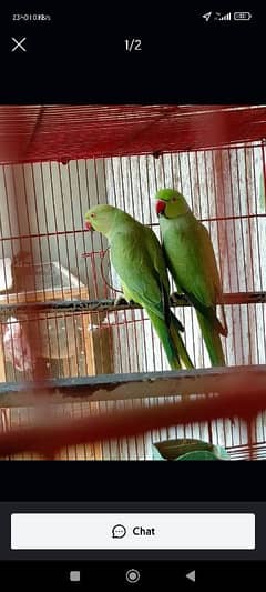 green ring neck parrot