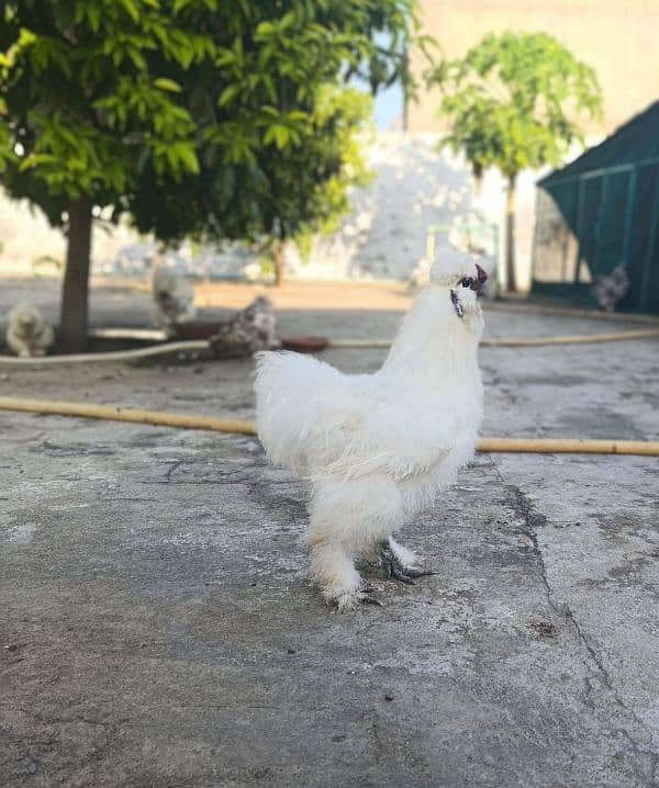 White & grey silky hens available 0