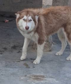 adult husky  female 03391020016