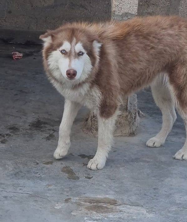 adult husky  female 03391020016 0