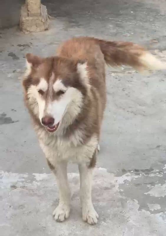 adult husky  female 03391020016 1