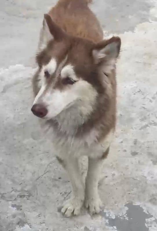 adult husky  female 03391020016 2