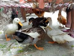 Simple Mallard Duck breeders