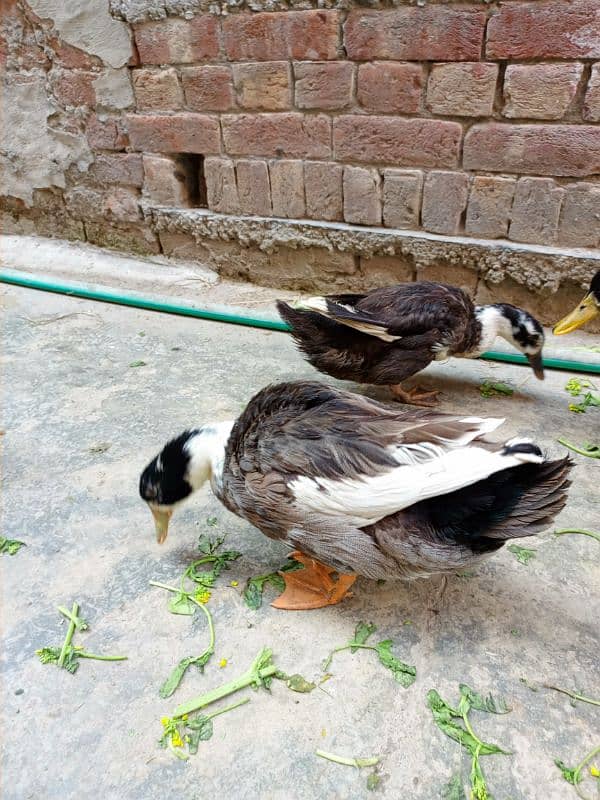 Simple Mallard Duck breeders 4