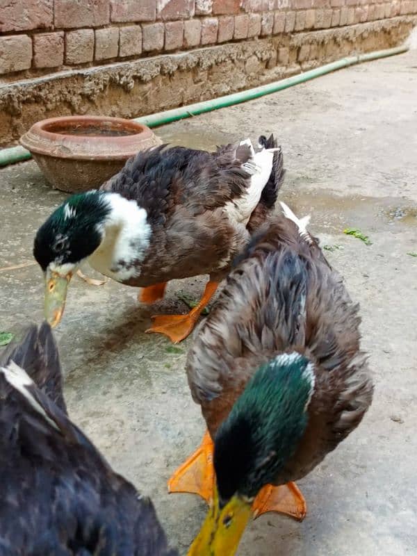 Simple Mallard Duck breeders 5