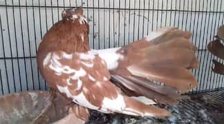 American faintail lakkay fancy pigeon Bird