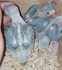 Green ring neck chicks for sale