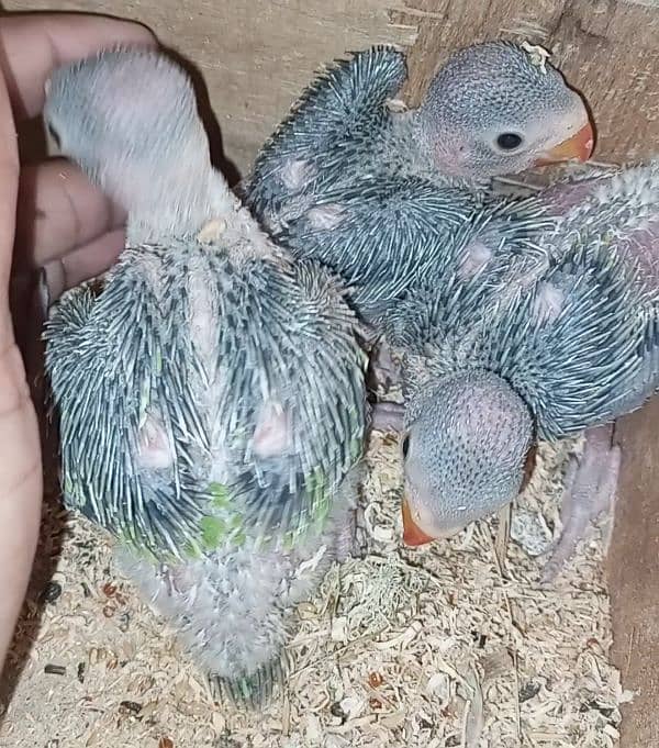 Green ring neck chicks for sale 0