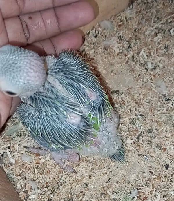 Green ring neck chicks for sale 1