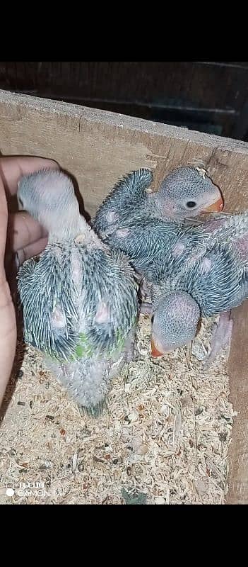 Green ring neck chicks for sale 2