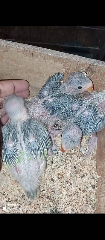 Green ring neck chicks for sale 3