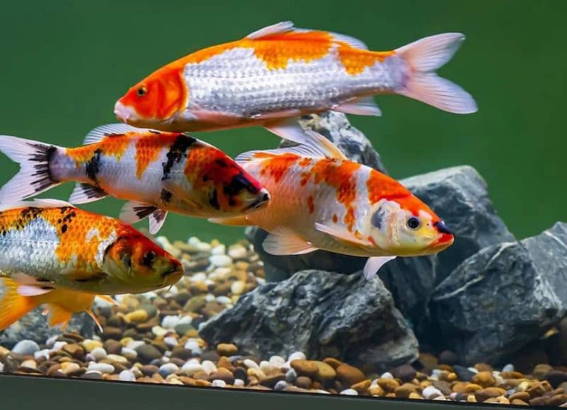 koi fishes 0