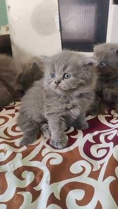 Persian cats / Persian cat baby /Persian kittens