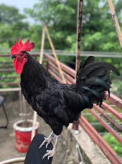 Australorp | Light Sussex fresh and fertile eggs available