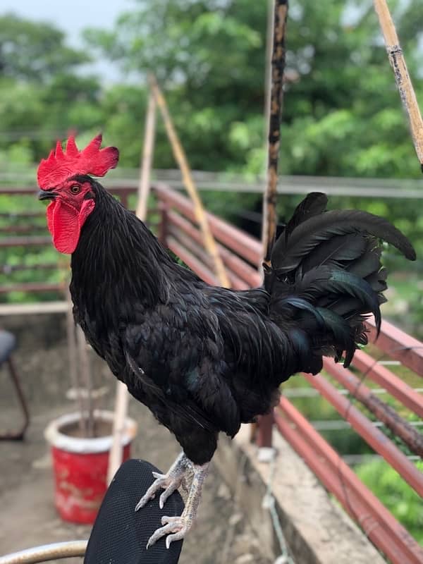 Australorp | Light Sussex fresh and fertile eggs available 0