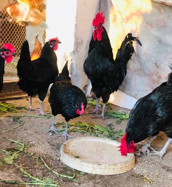 Australorp | Light Sussex fresh and fertile eggs available 1