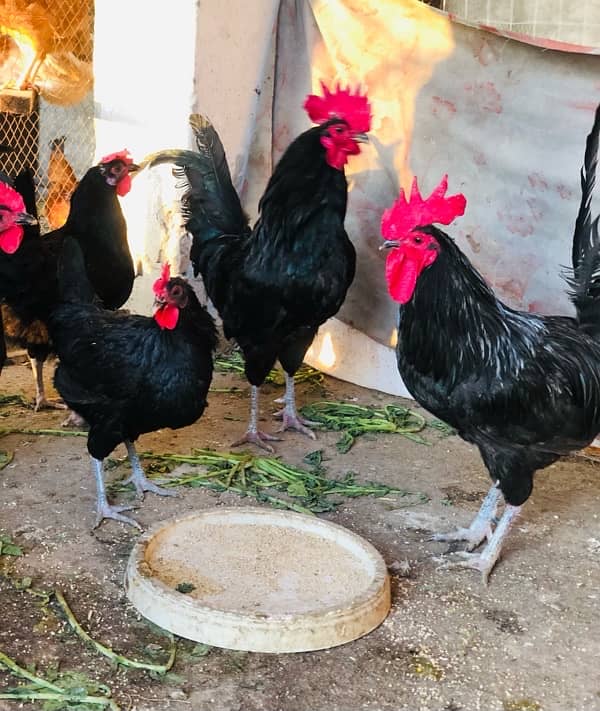 Australorp | Light Sussex fresh and fertile eggs available 2