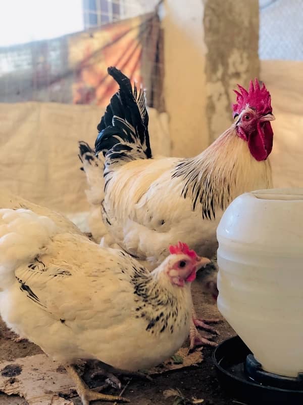 Australorp | Light Sussex fresh and fertile eggs available 3