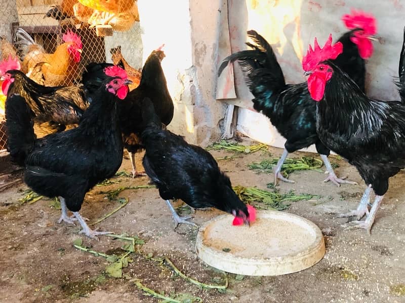 Australorp | Light Sussex fresh and fertile eggs available 4