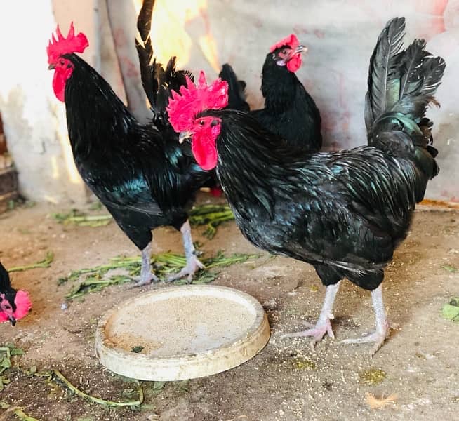 Australorp | Light Sussex fresh and fertile eggs available 5