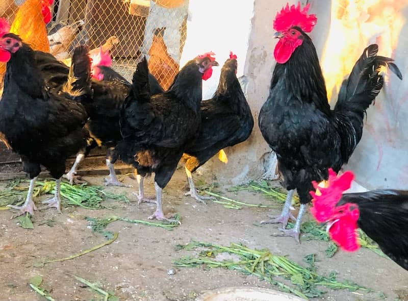 Australorp | Light Sussex fresh and fertile eggs available 6