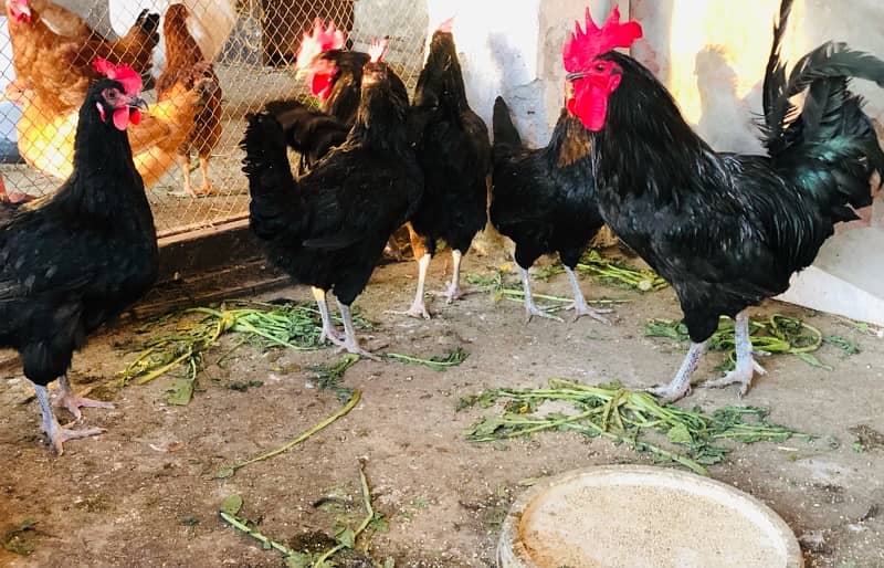 Australorp | Light Sussex fresh and fertile eggs available 7